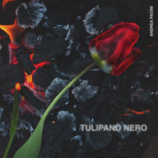 Andrea Pacini - Tulipano Nero (Radio Date: 09-06-2023)
