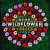 5 SECONDS OF SUMMER - Wildflower