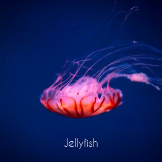 Magrathea - Jellyfish (Radio Date: 07-10-2022)