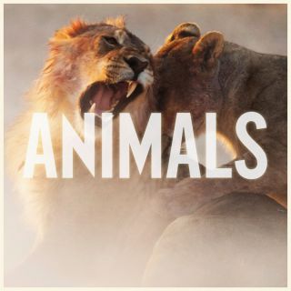 Maroon 5 - Animals (Radio Date: 07-11-2014)