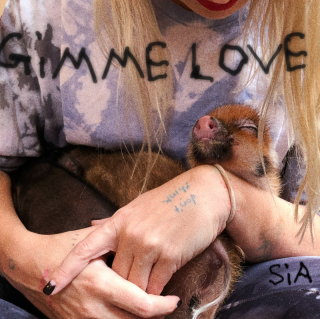 Sia - Gimme Love (Radio Date: 15-09-2023)